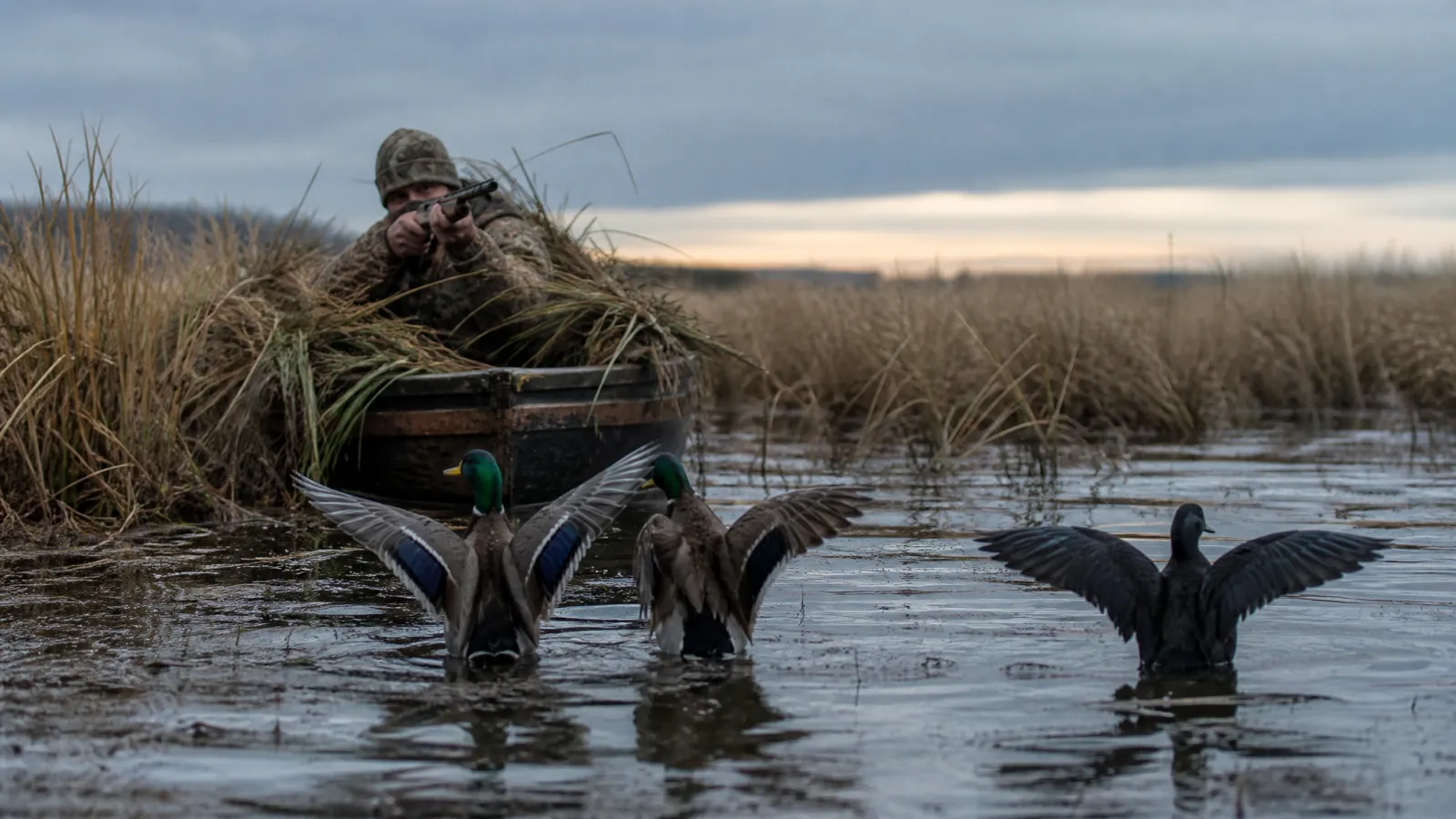 Atlantic Flyway Duck Season 2026-27: MD, NJ & PA