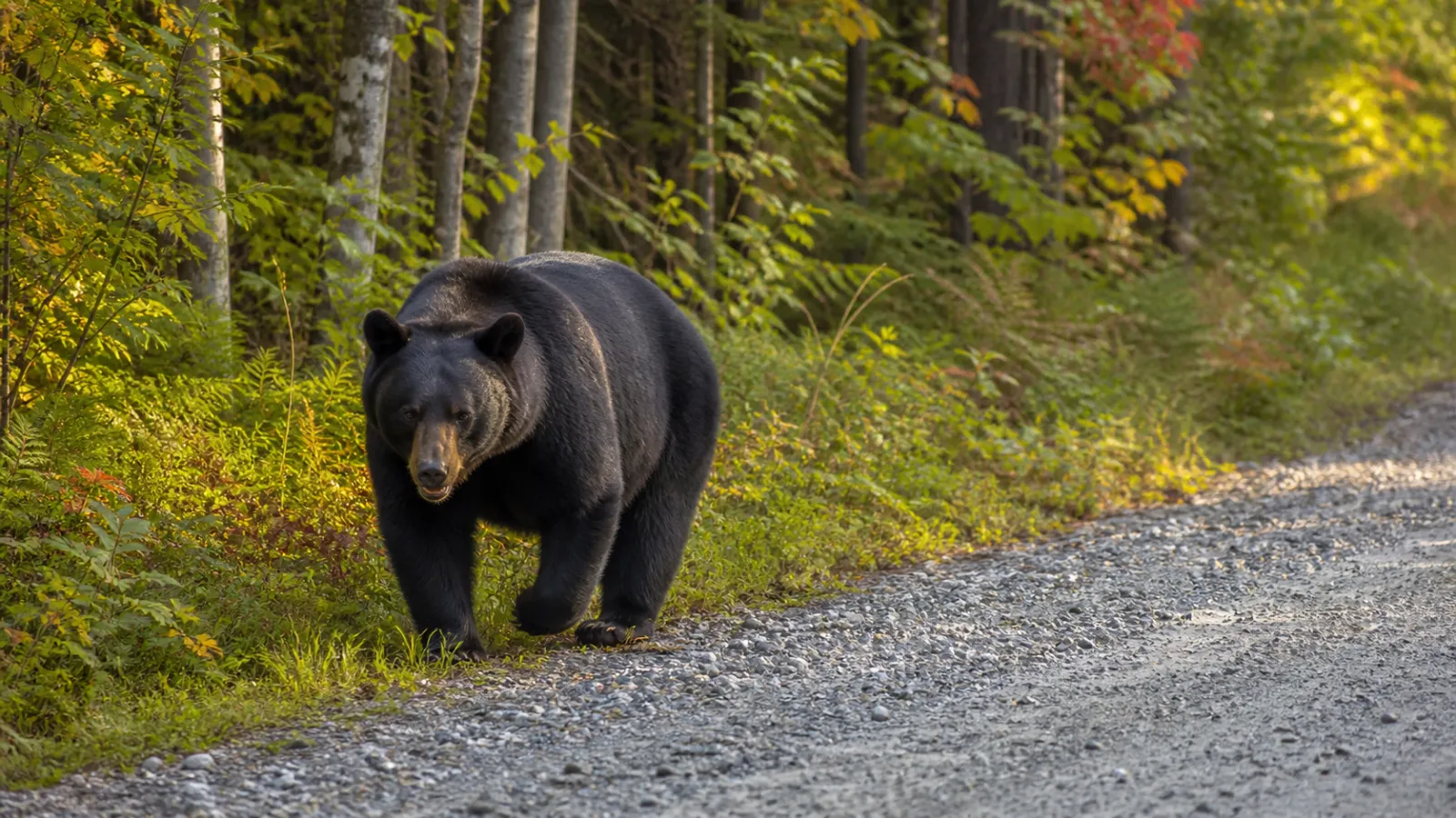 Black Bear 2026: Maine, MN, WI & PA Seasons