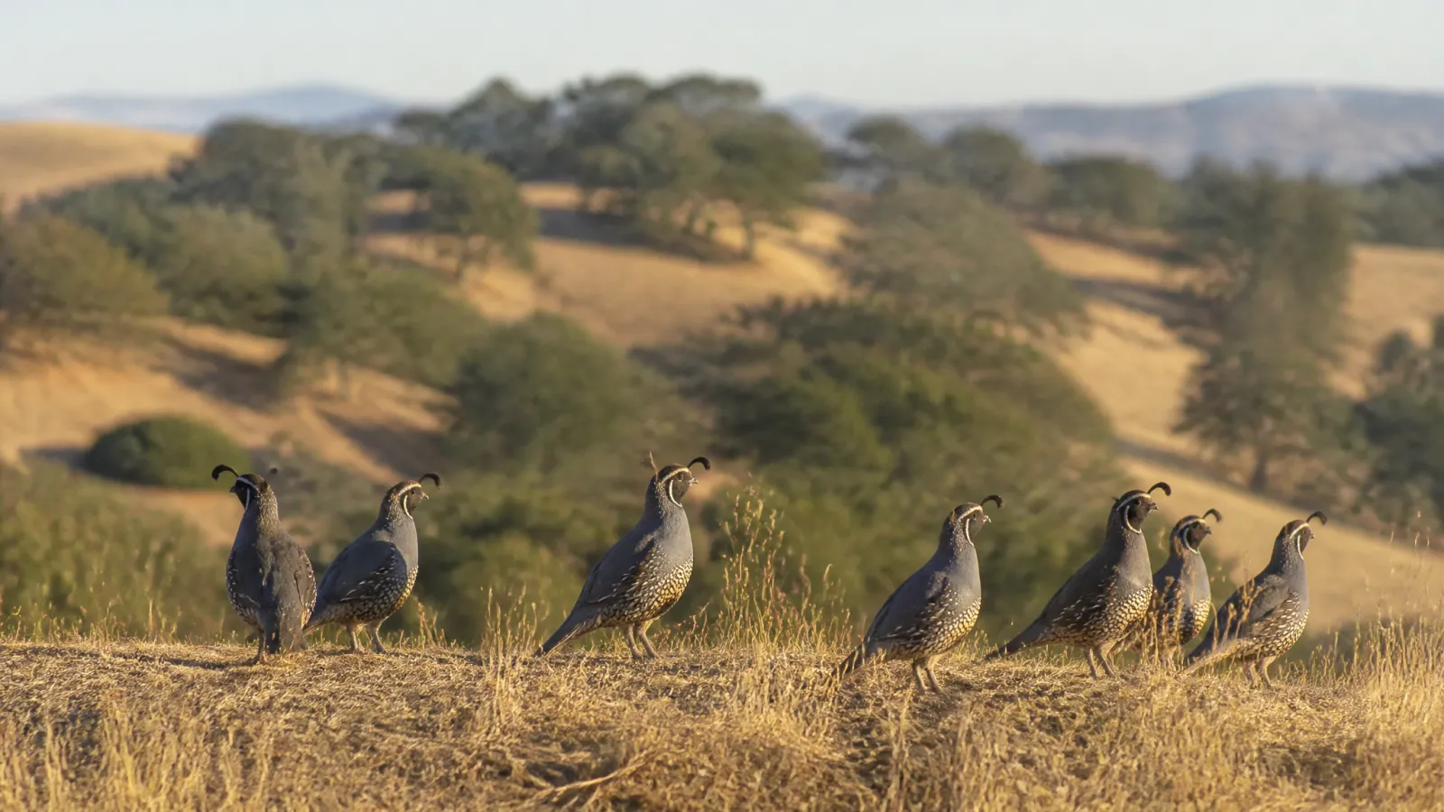 California Quail & Chukar 2026: Oct. 17 Opener