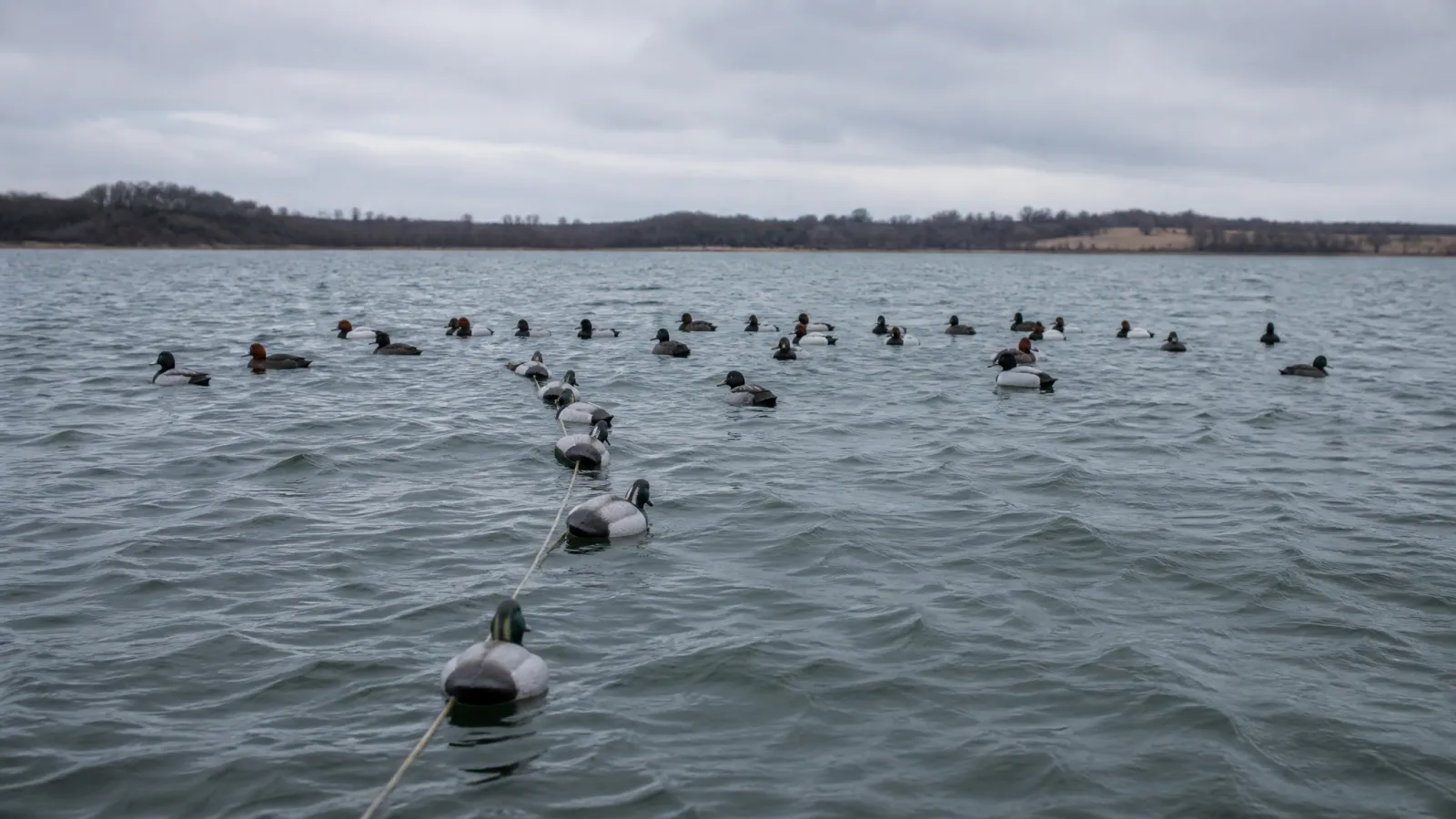 Diver Duck Hunting: Tactics for Bluebills & Cans