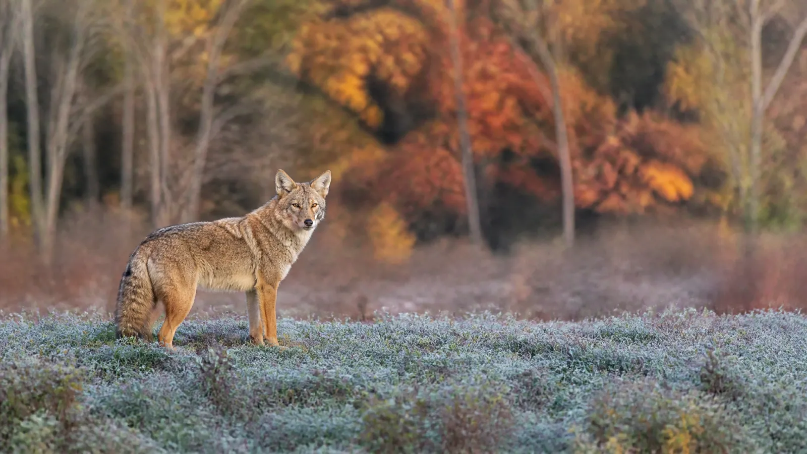 Fall Coyote Hunting: Calling Tactics That Work