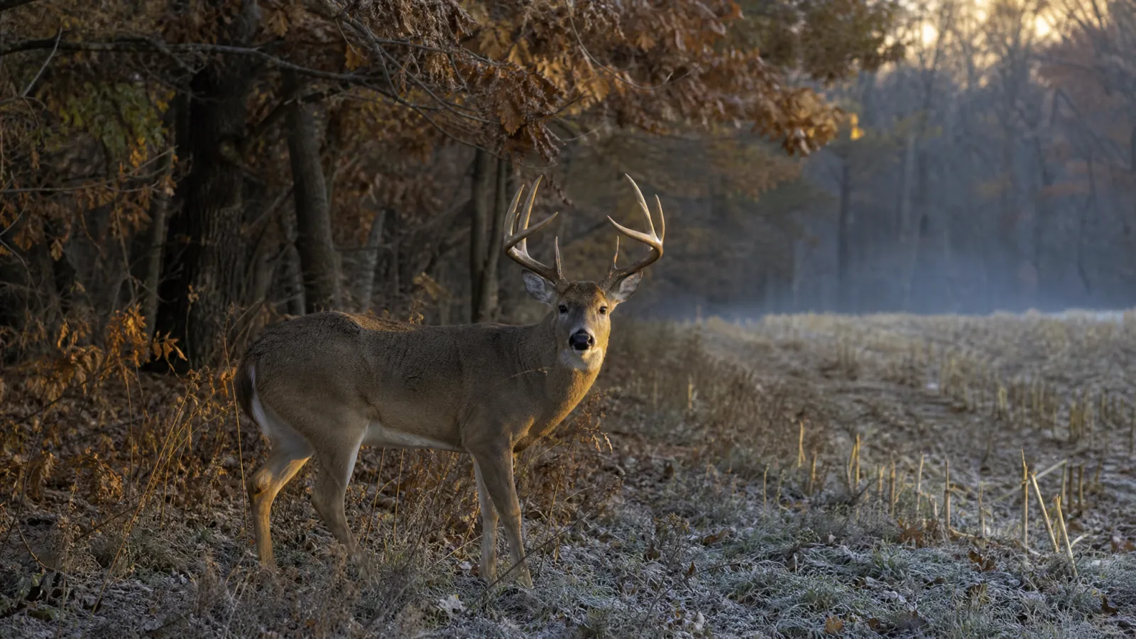 Missouri Firearms Deer Season 2026: Nov. 14 Opener