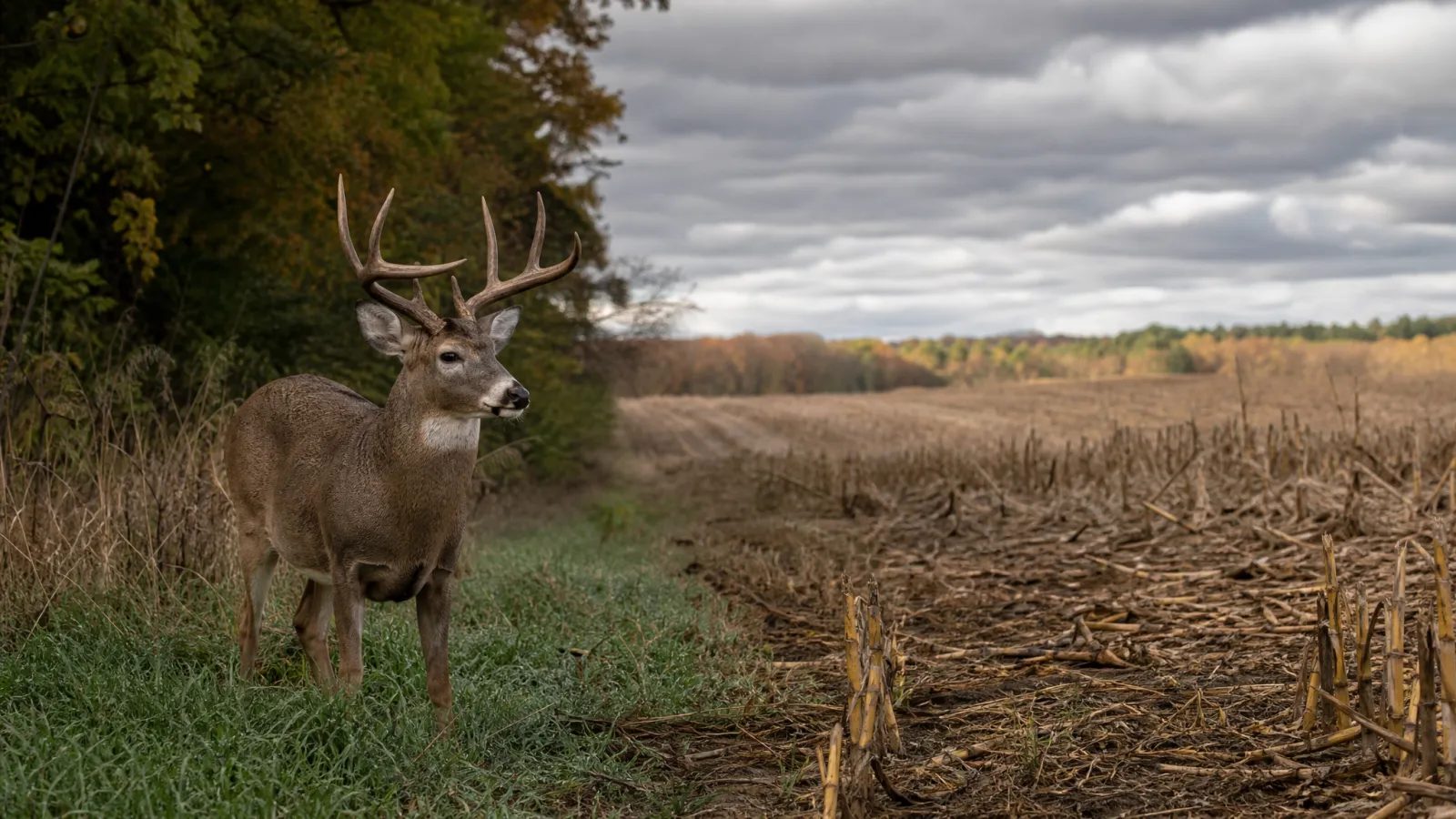 Deer Hunting the First Cold Fronts of October