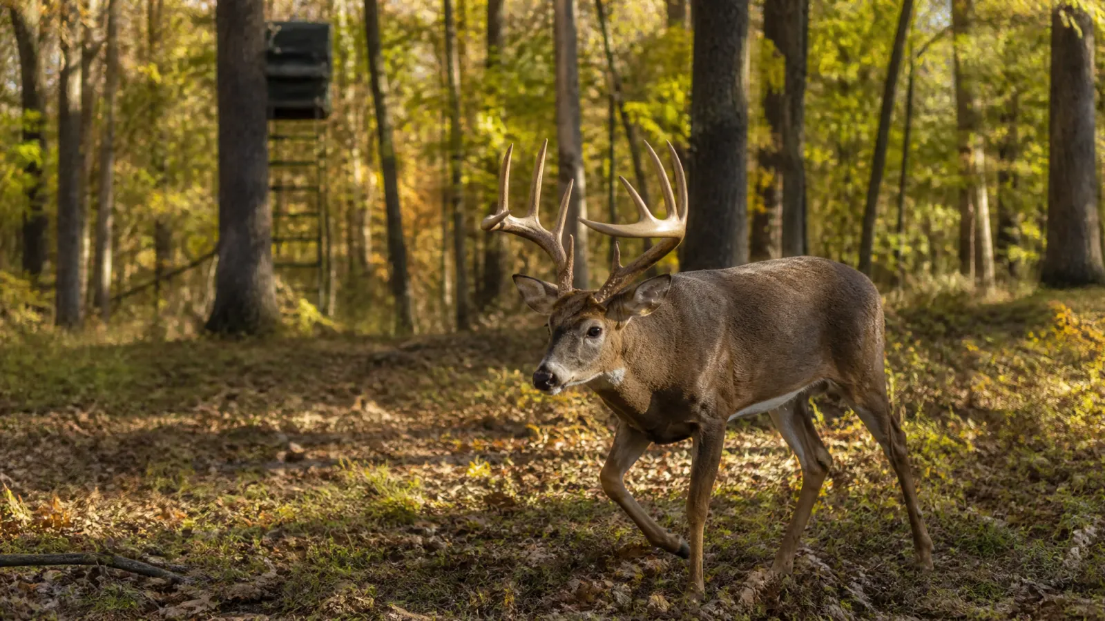 Deer Hunting the October Lull: Tactics That Work