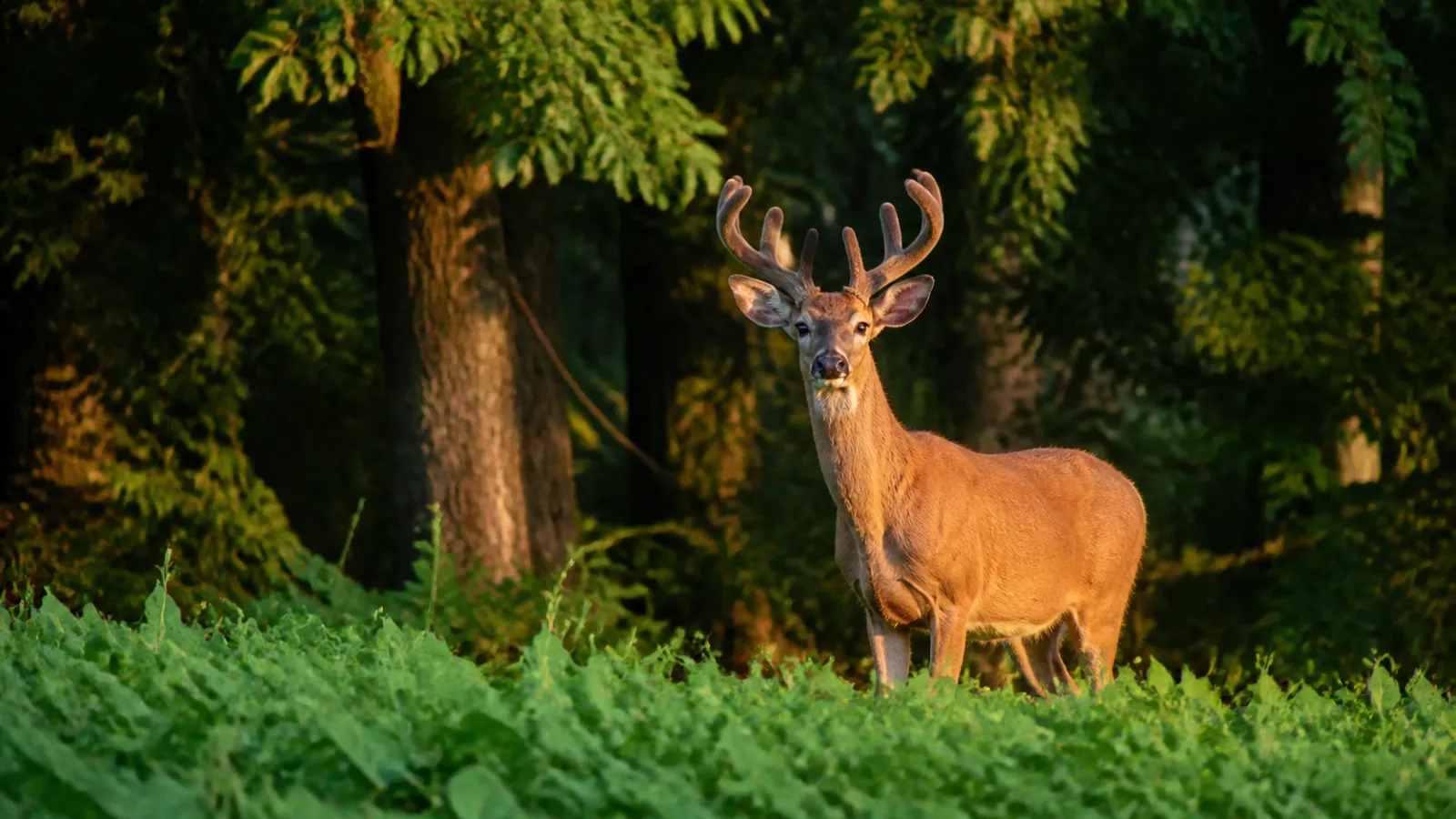 Southern Archery Deer 2026-27: GA, KY & NC Dates
