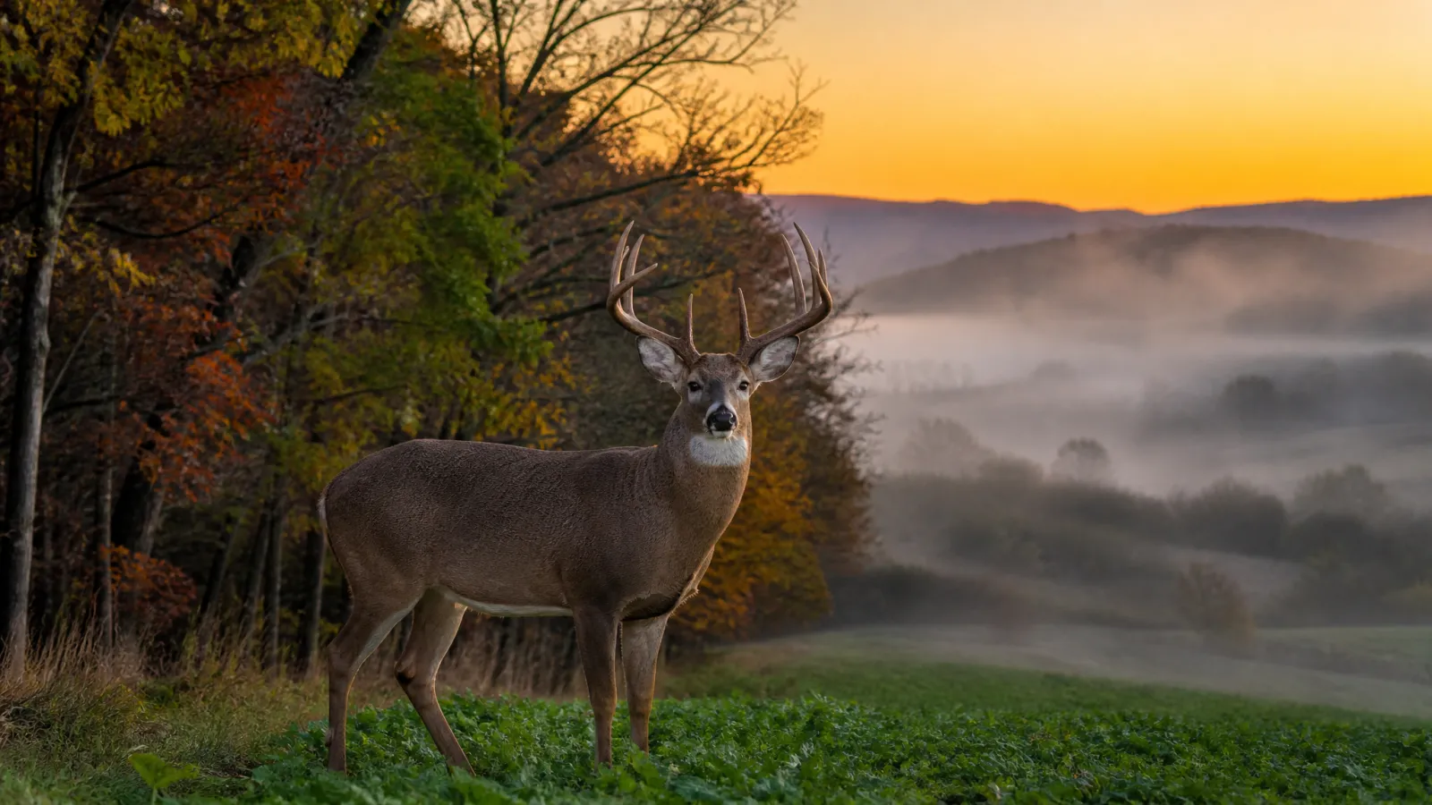Tennessee Hunting License 2026-27: Costs & Rules