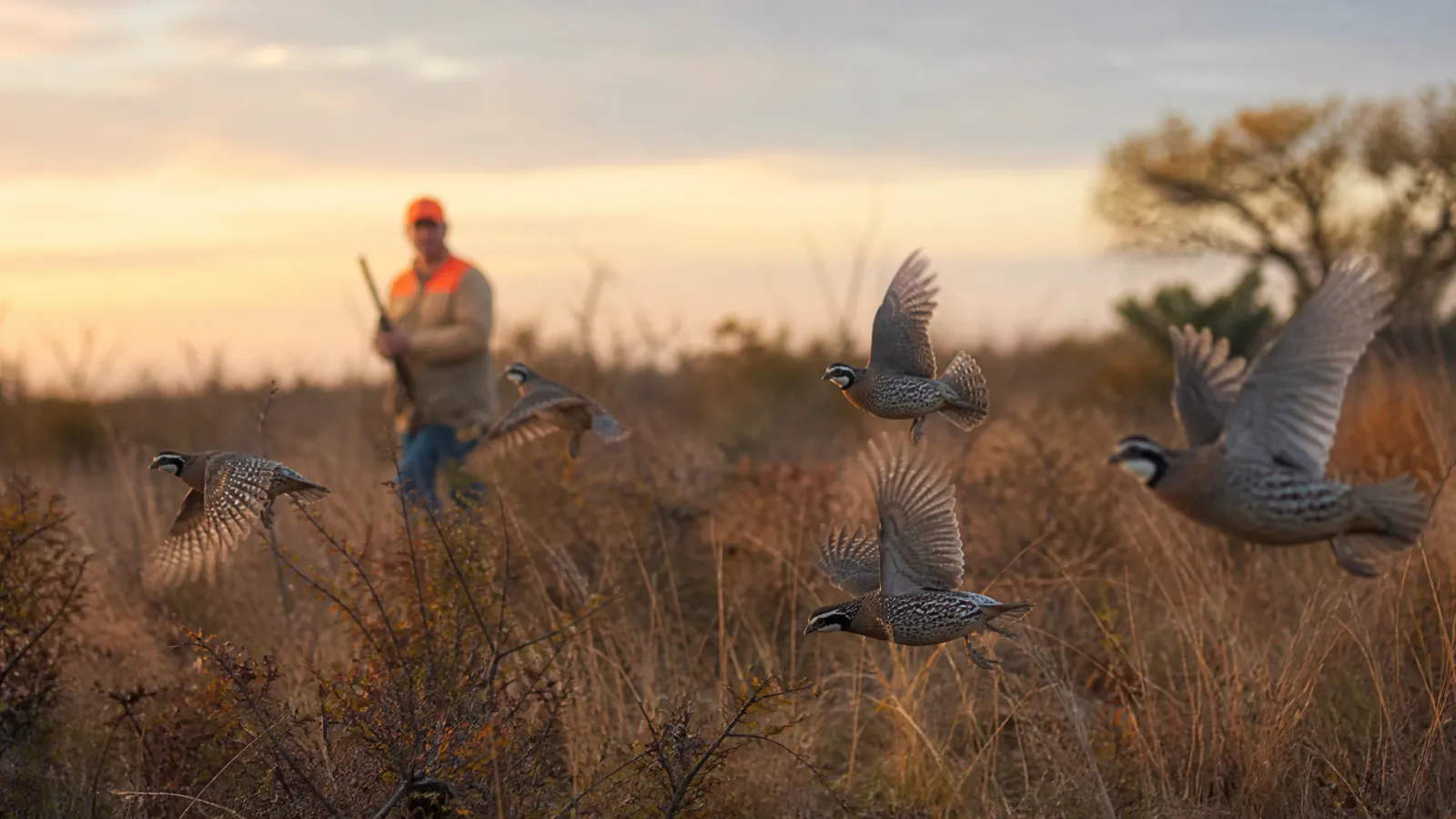 Texas Quail Season 2026-27: Nov. 1 Opener & Limits