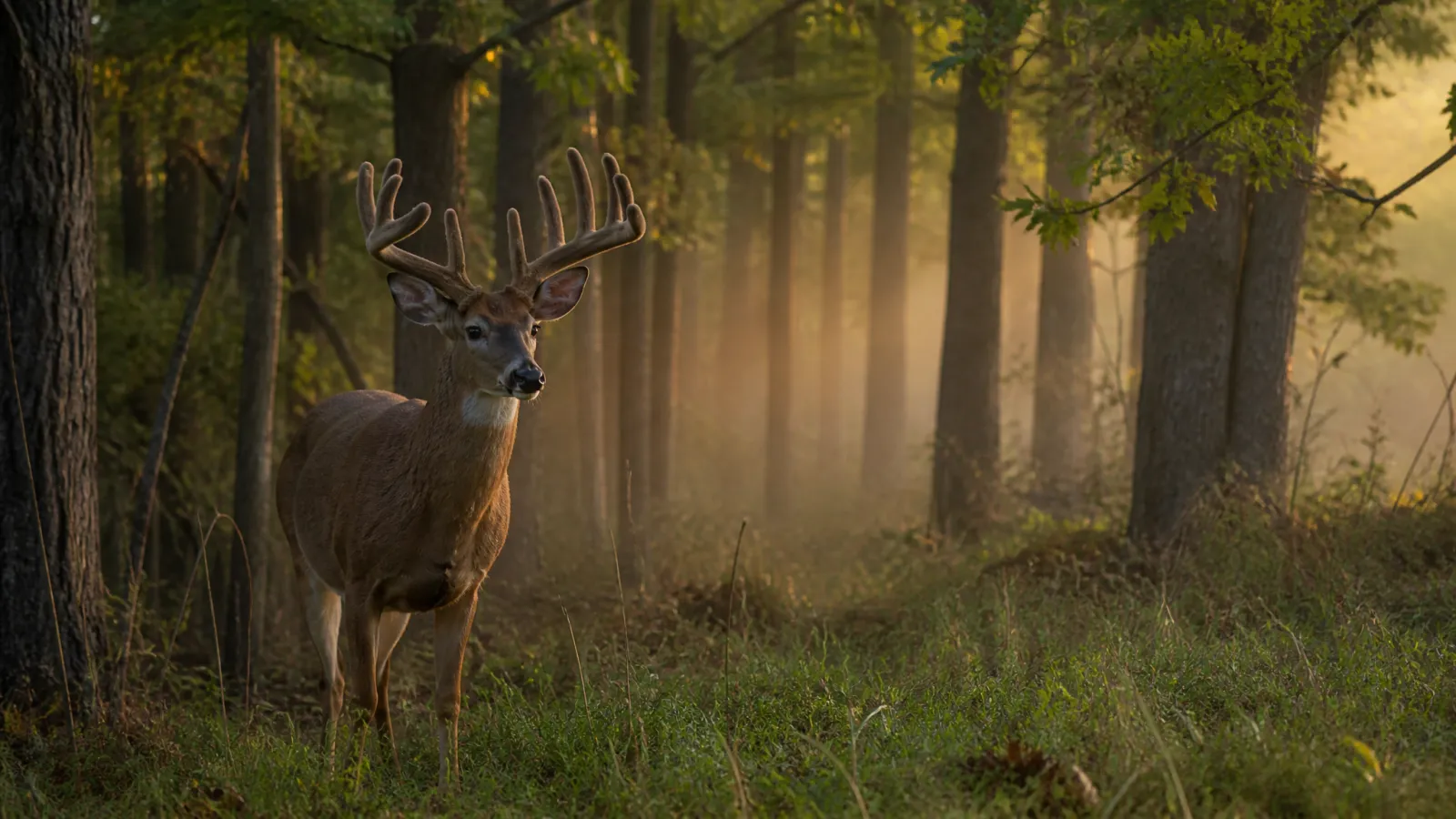 Virginia Deer Season 2026-27: Oct. 3 Archery Opener