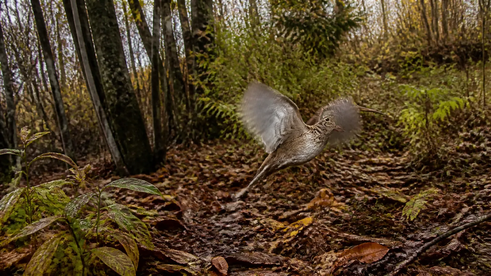 Woodcock Hunting 2026: October Timberdoodle Tactics